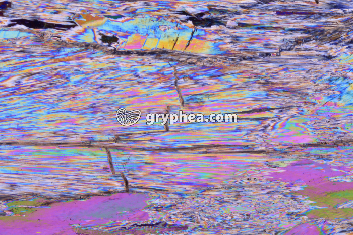 Gypse LPA x3,5 - gryphea.com